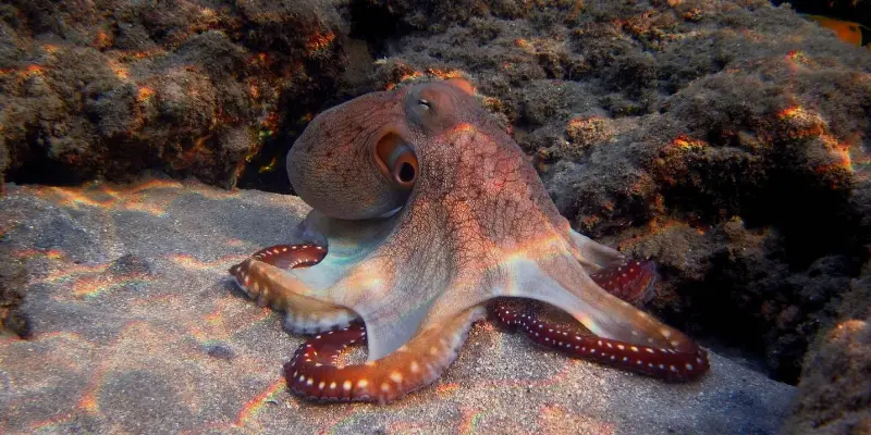 Do Octopus Have Arms Or Tentacles