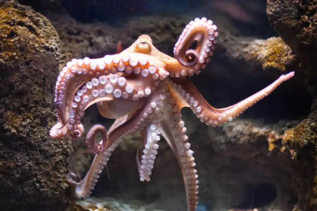 Do Octopus Have Balls