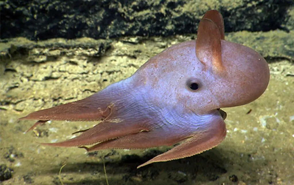 Do Octopus Have Ears