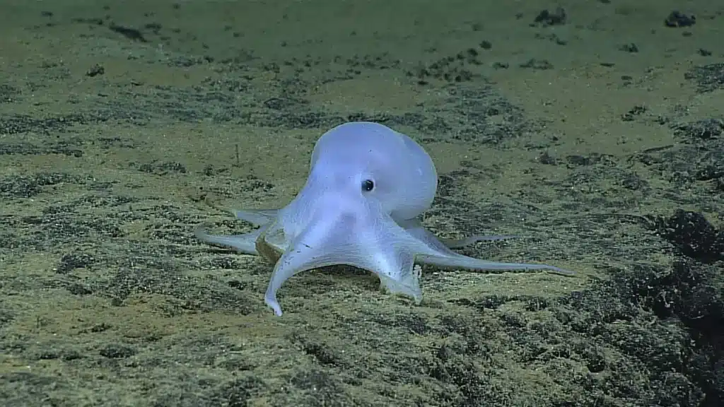 Do Octopus Have Ears