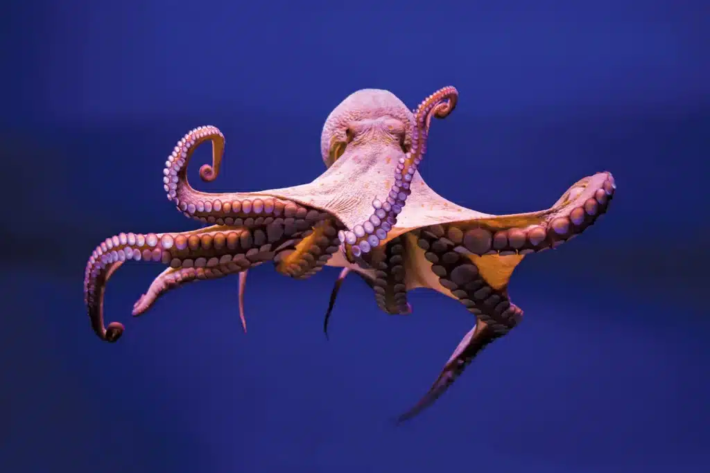 Do Octopus Have Scales