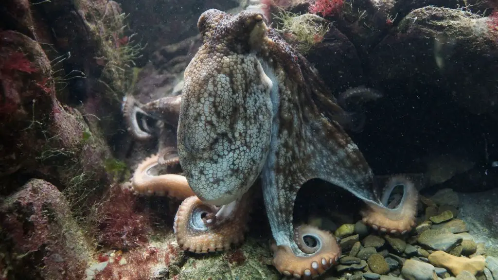 Do Octopus Legs Grow Back 