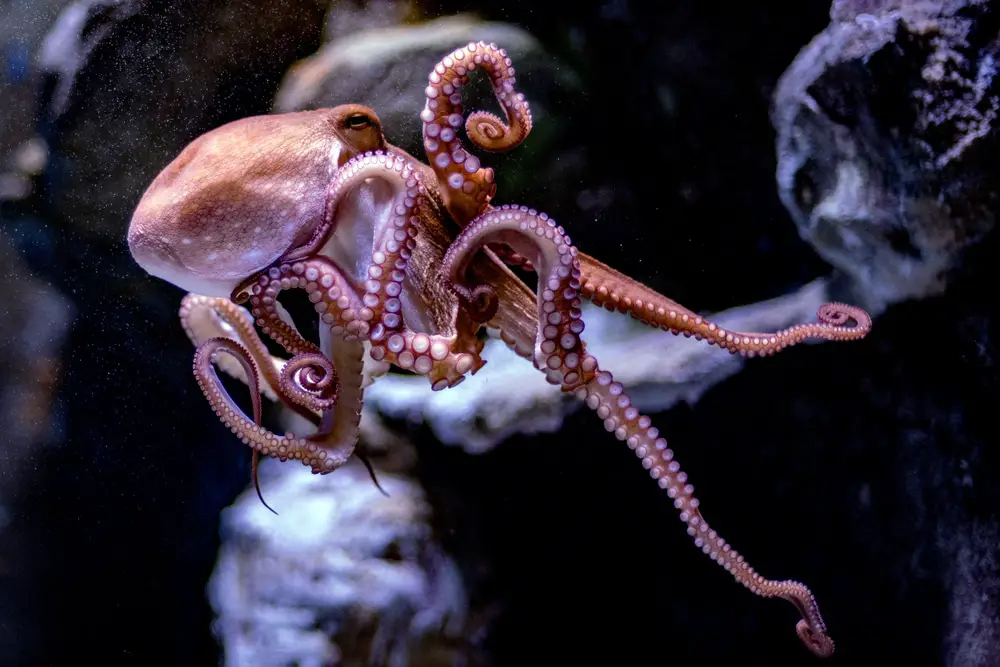 Do Octopus Legs Grow Back 