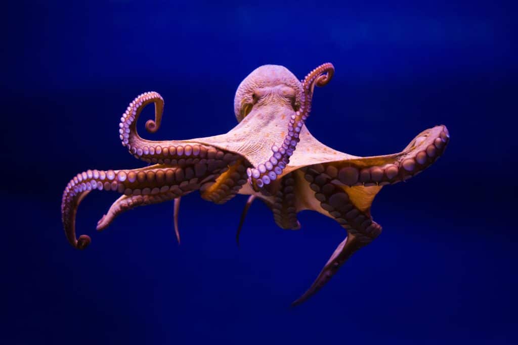 Do Octopuses Have Feelings