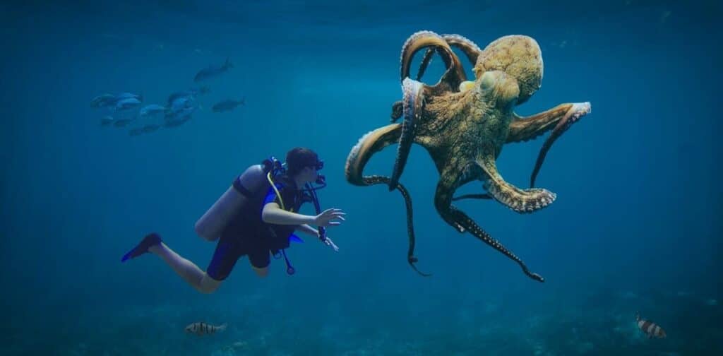 Do Octopuses Have Feelings