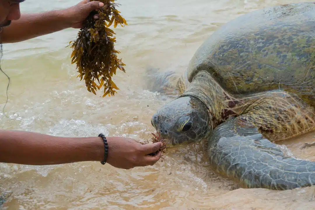Do Sea Turtles Bite