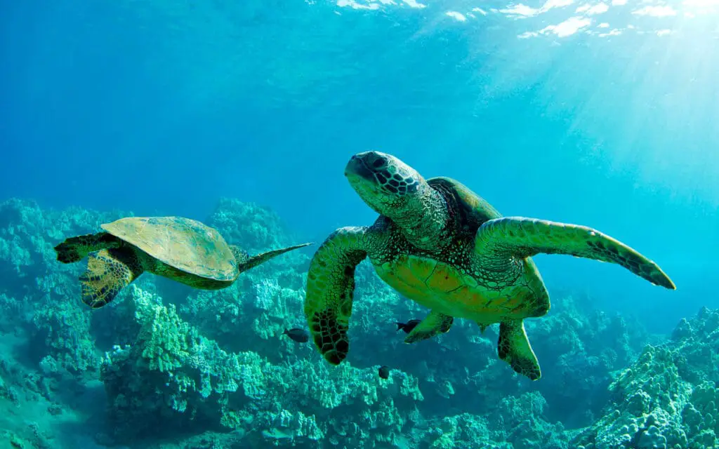 Do Sea Turtles Breathe Air