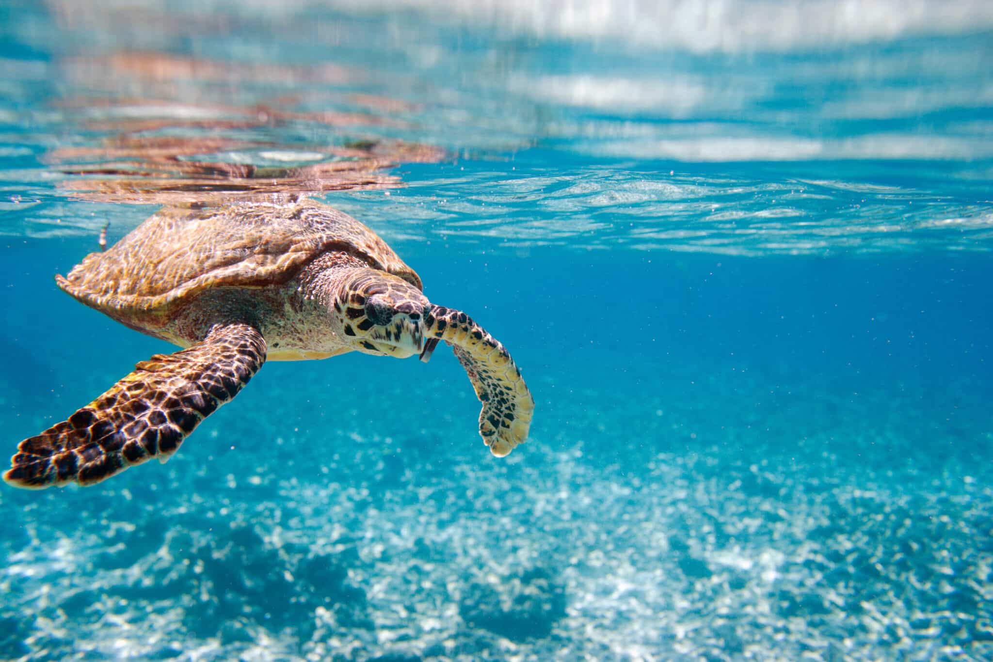  Do Sea Turtles Breathe Air