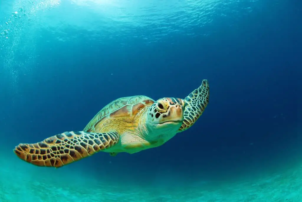 Do Sea Turtles Breathe Air