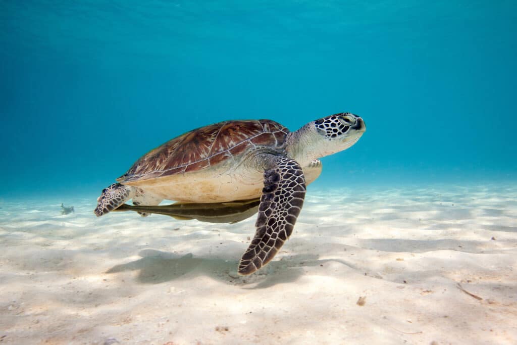 Do Sea Turtles Drink Seawater