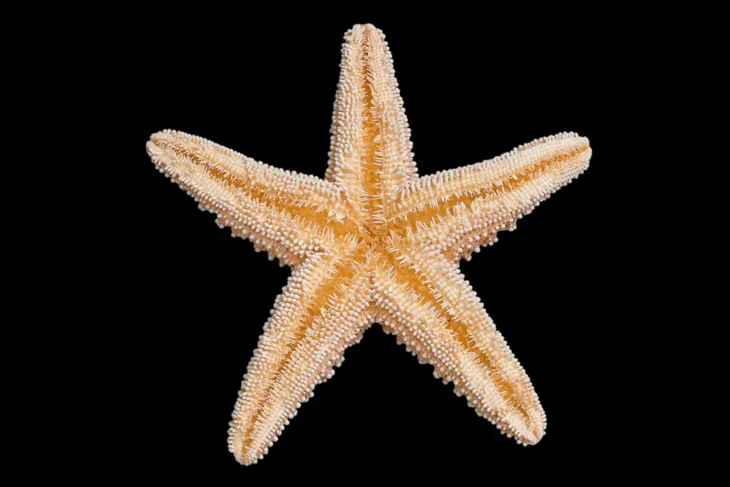 Do Starfish Have Gills