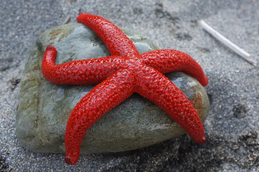 Do Starfish Have Gills