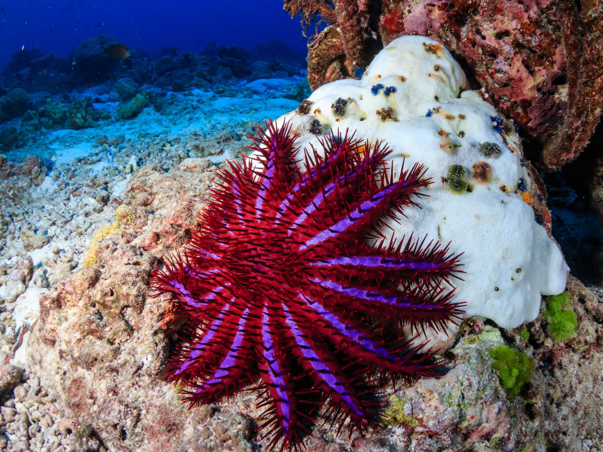  Do Starfish Live In Coral Reefs