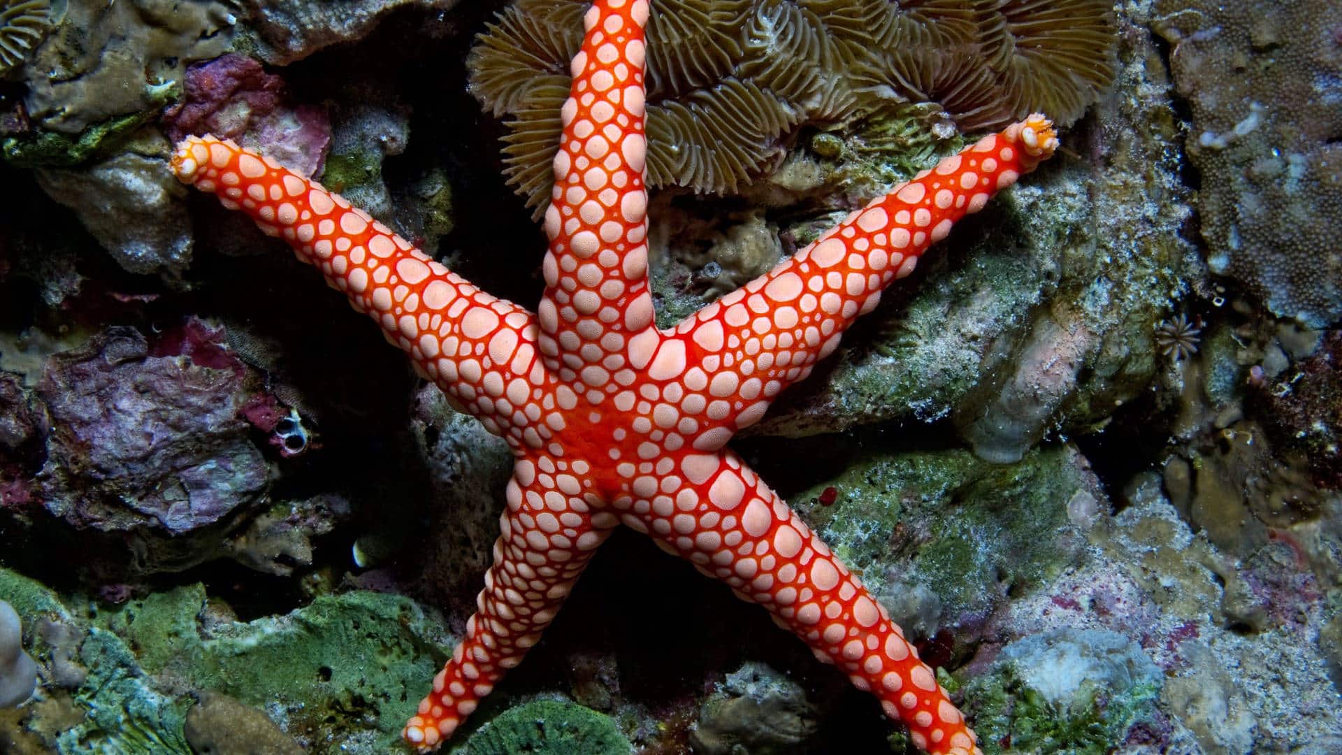  Do Starfish Live Under Rocks