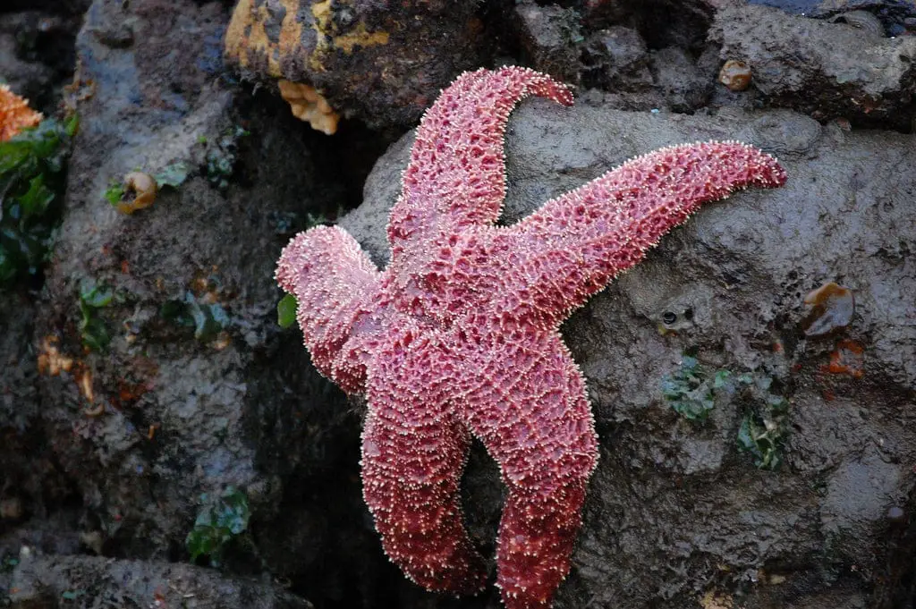 Do Starfish Live Under Rocks