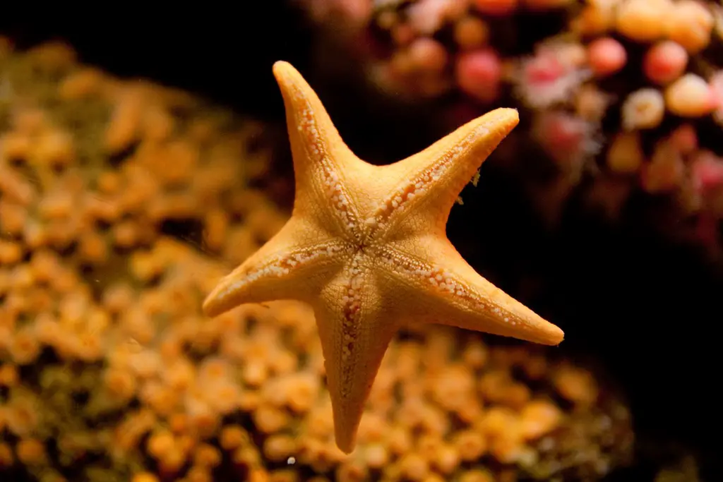 Do Starfish Sting
