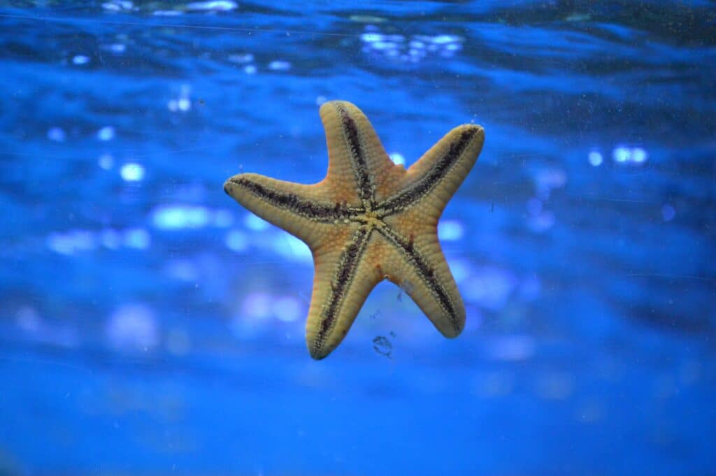 Does A Starfish Have A Backbone