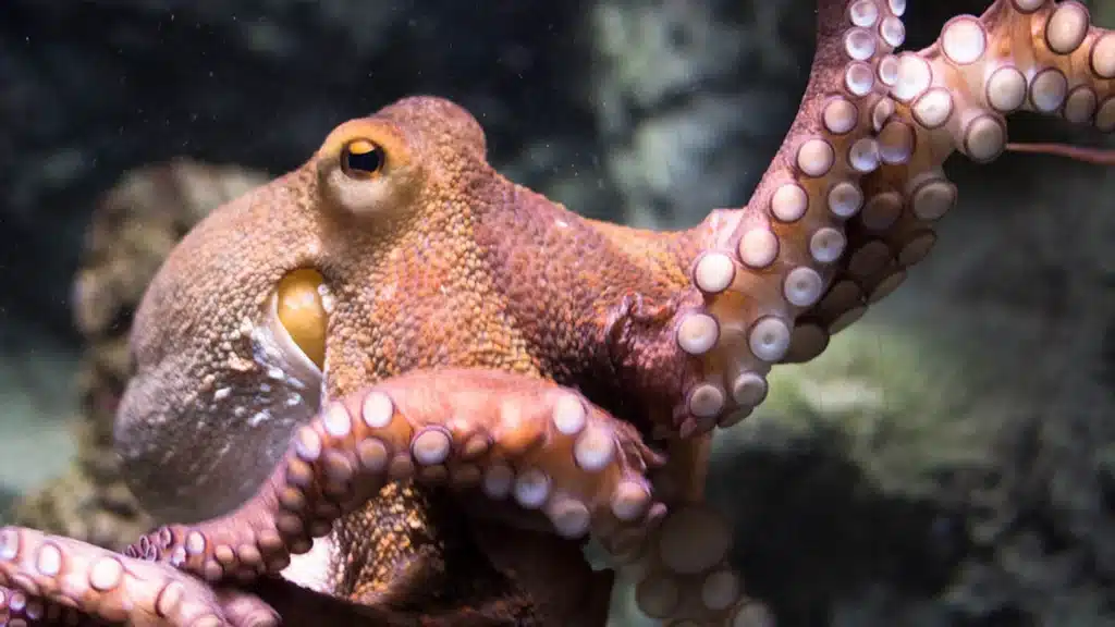 Does An Octopus Lay Eggs