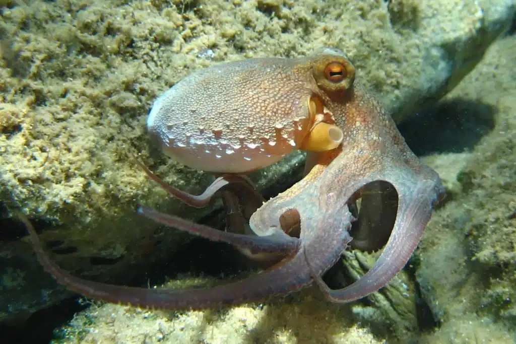 Does Octopus Have Eyes