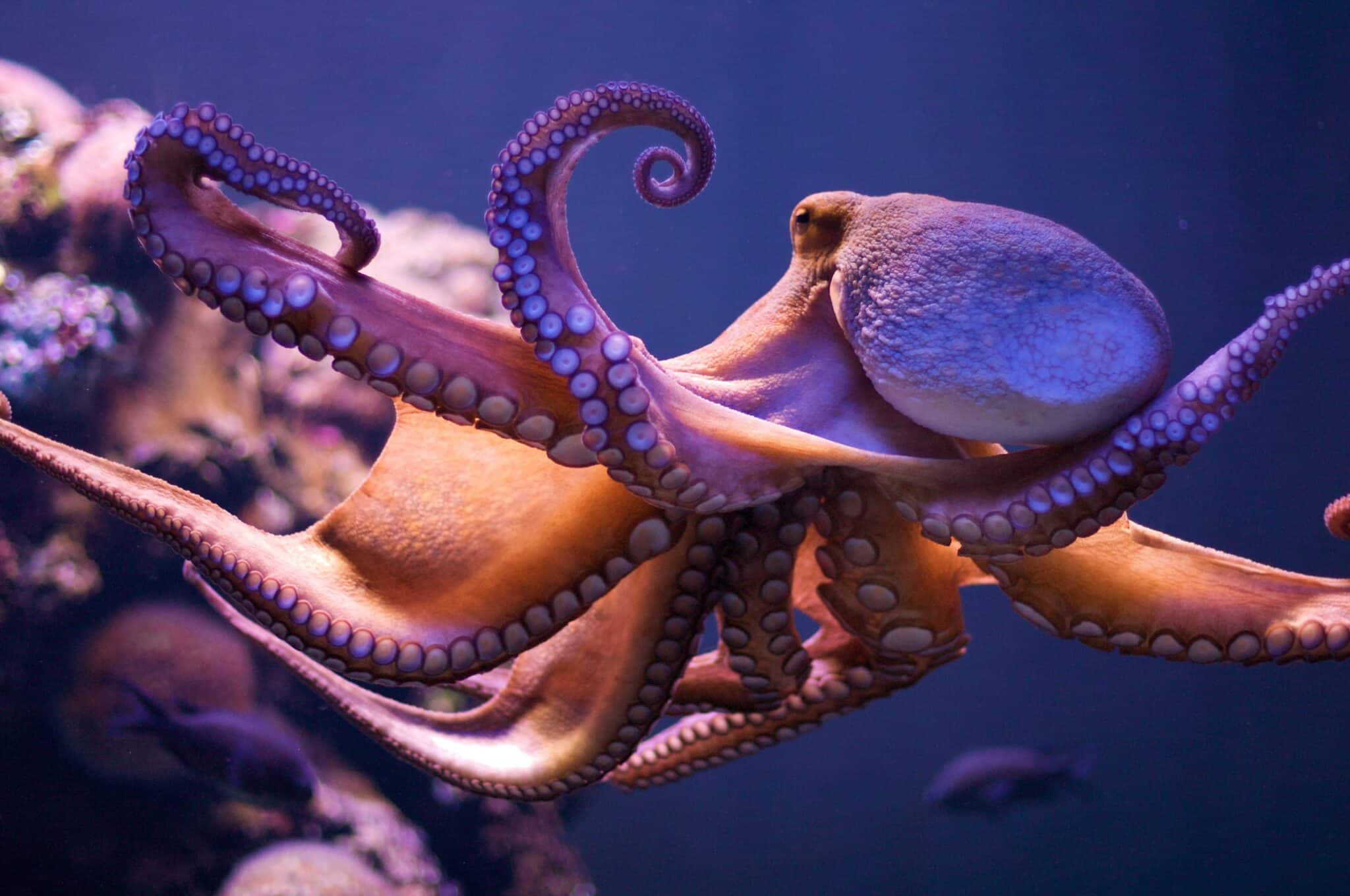  Does Octopus Have Eyes
