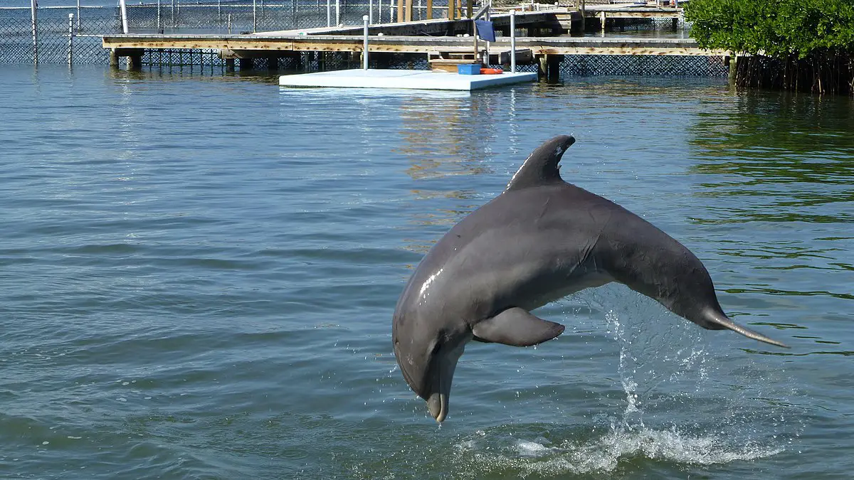 Where To See Dolphins In Florida
