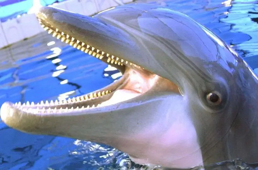  Do Dolphins Have Sharp Teeth