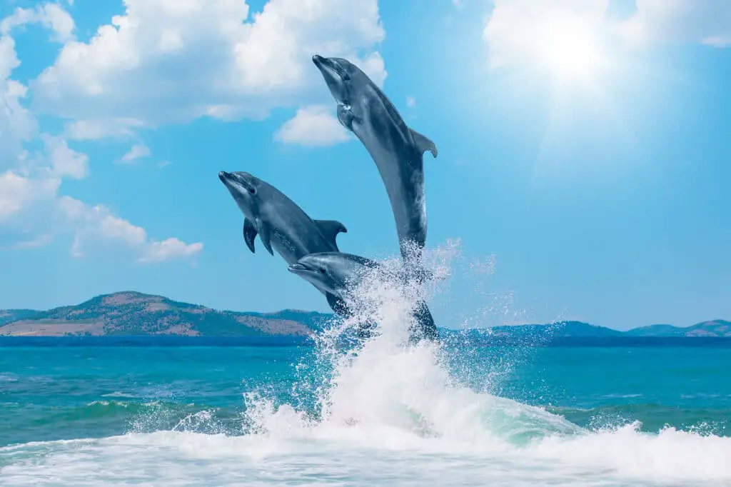 Dolphins Jump Out Of Water