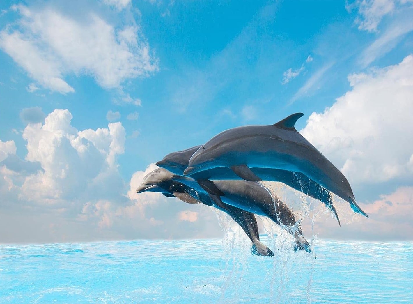  Why Do Dolphins Jump Out Of Water