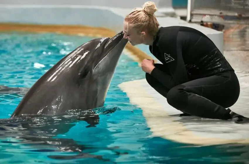  Why Are Dolphins Friendly To Humans