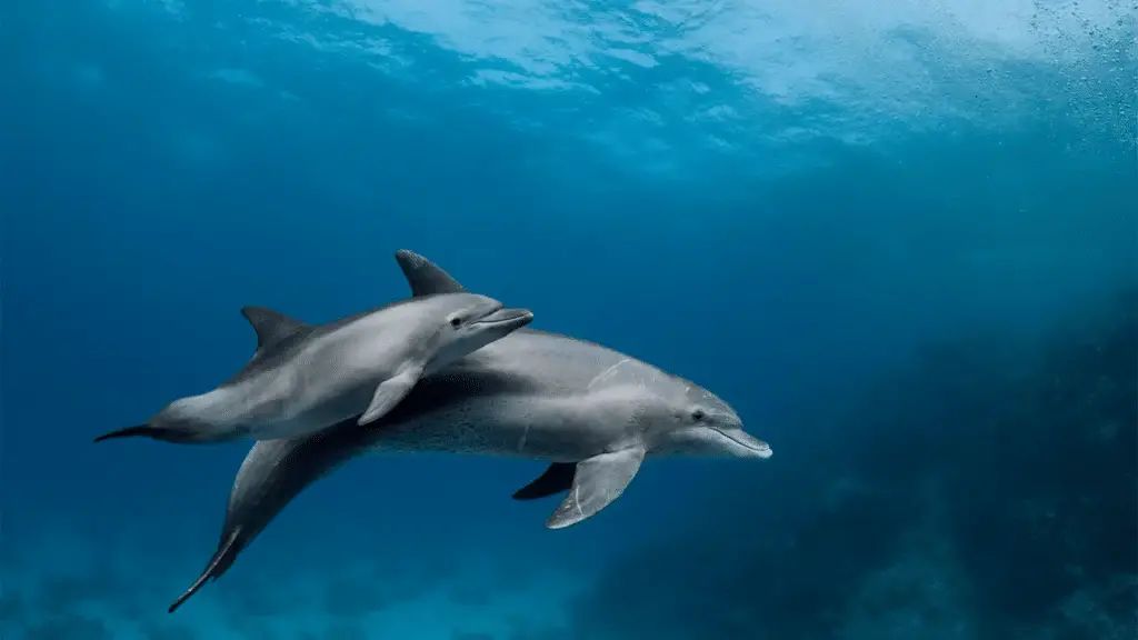Do Dolphins Keep Sharks Away