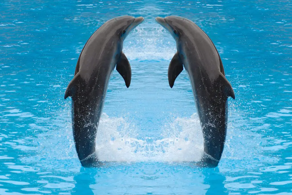 What Are Some Facts About Dolphins