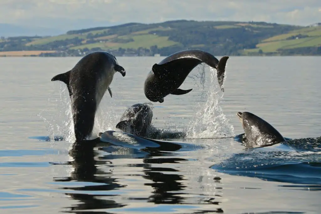 What Is The Largest Species Of Dolphin