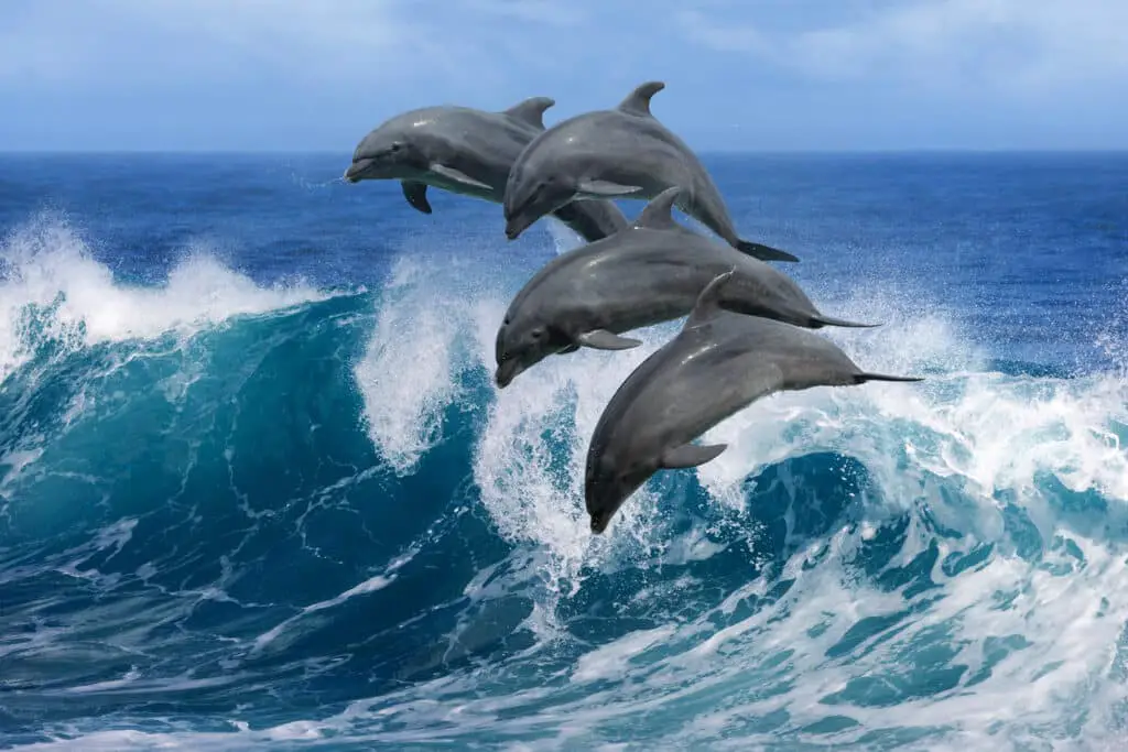 What Is The Largest Species Of Dolphin
