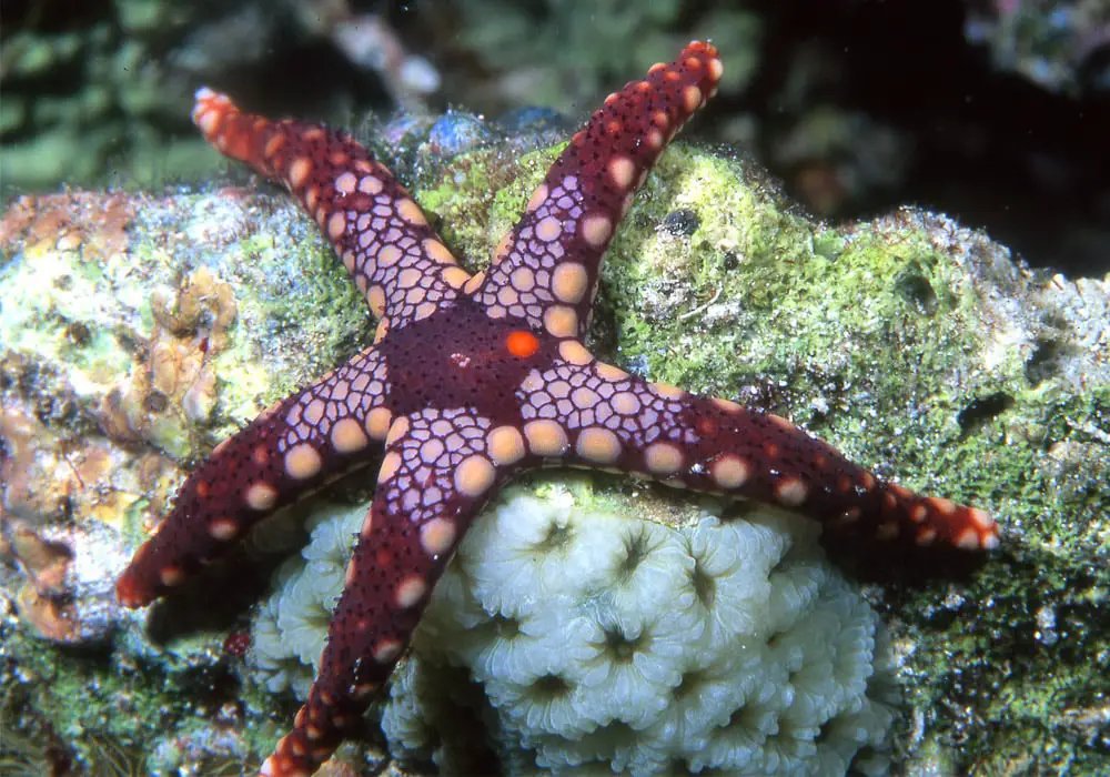 What Color Are Starfish