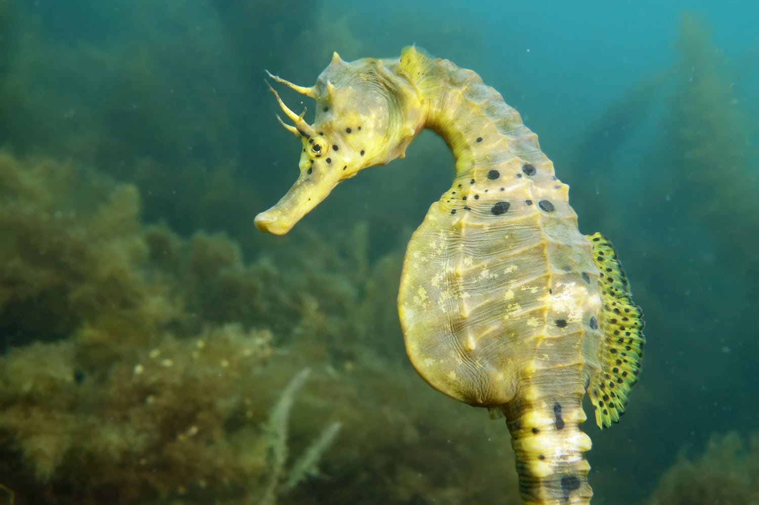 How Big Can Seahorses Get 