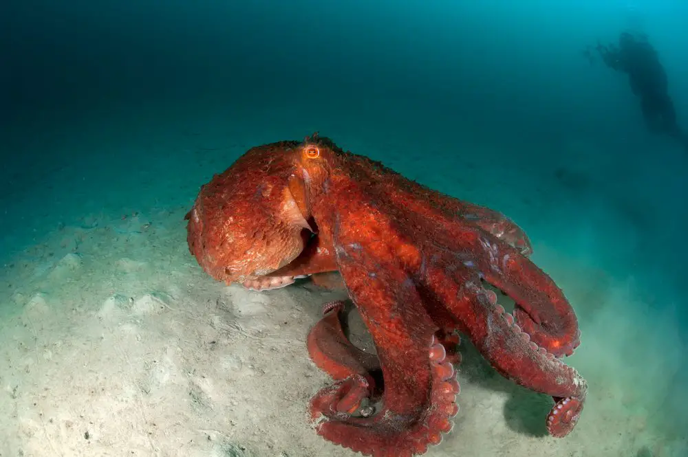 How Big Are Giant Octopus