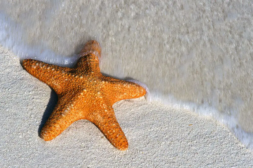 How Big Can Starfish Get
