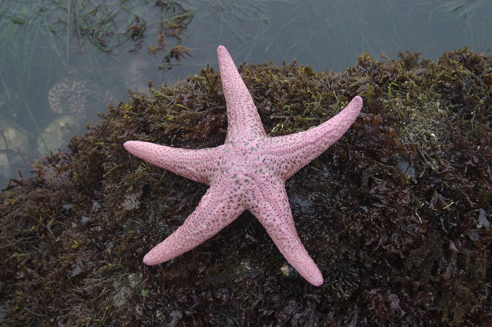 How Big Can Starfish Get