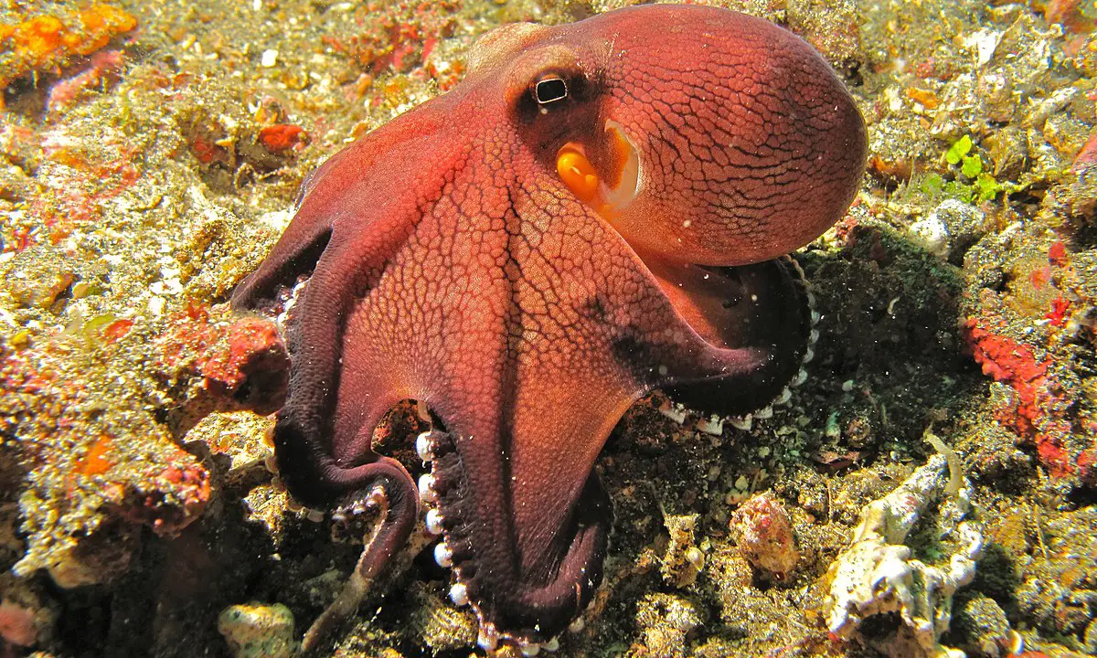  How Big Is A Veined Octopus