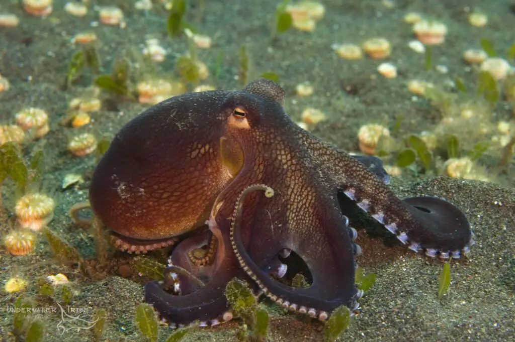 How Big Is A Veined Octopus
