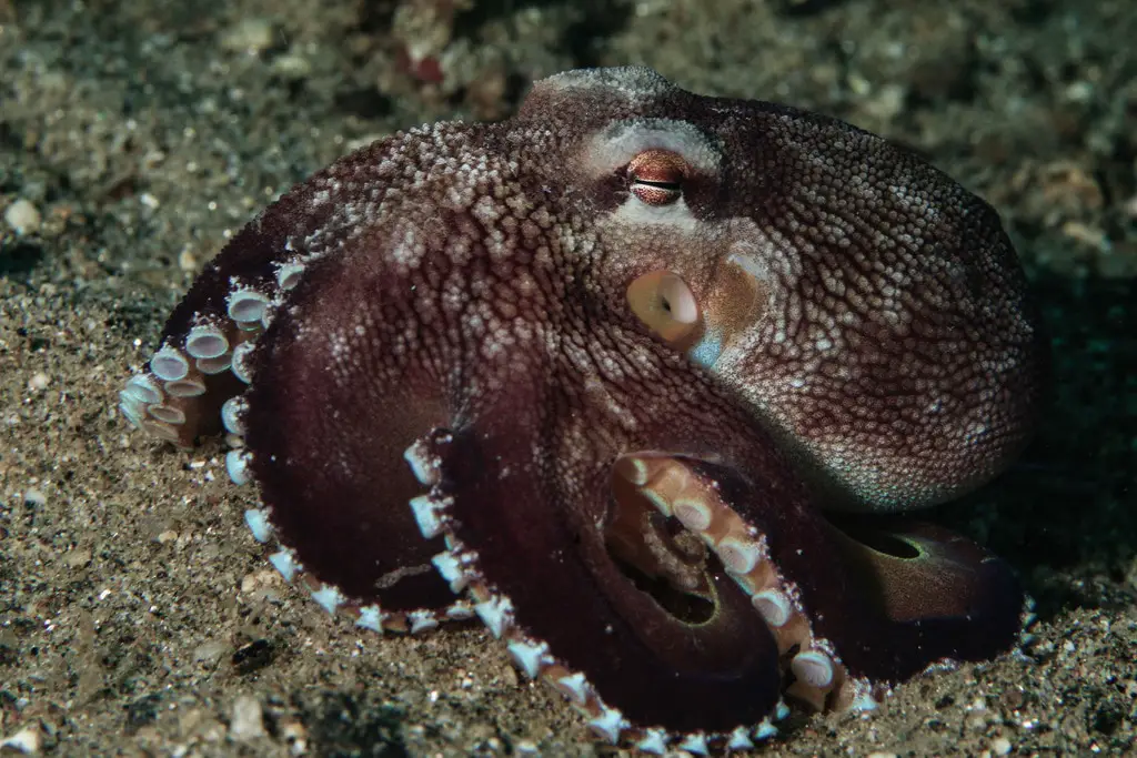 How Big Is A Veined Octopus