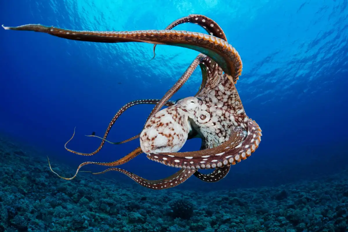  How Big Is An Octopus Brain