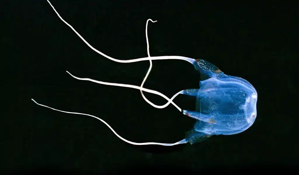 How Big Is The Box Jellyfish