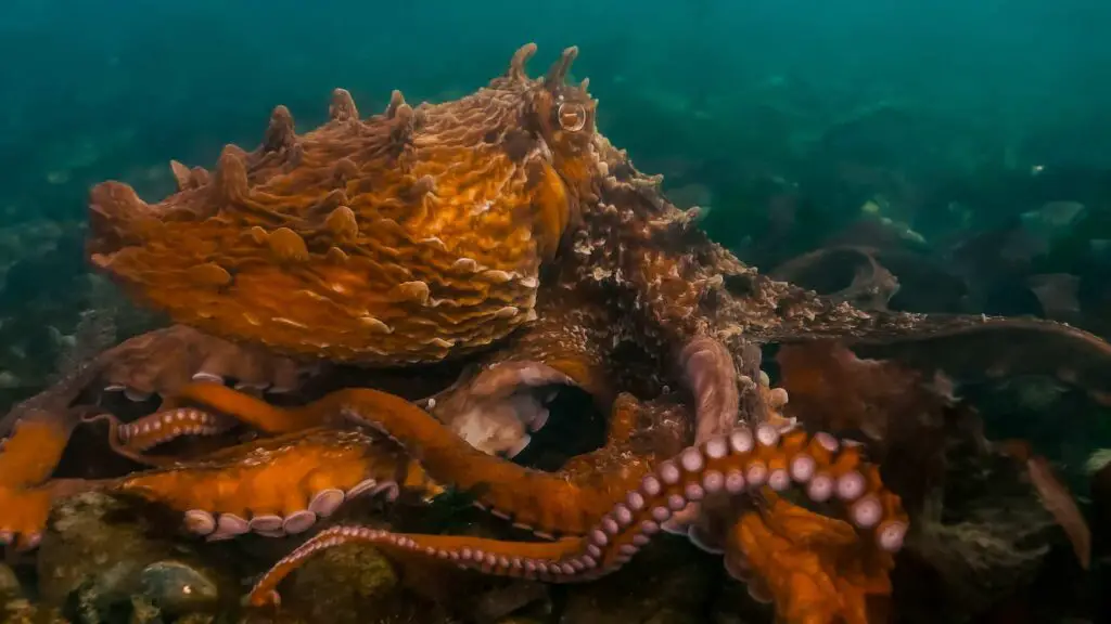 How Big Is The Largest Octopus