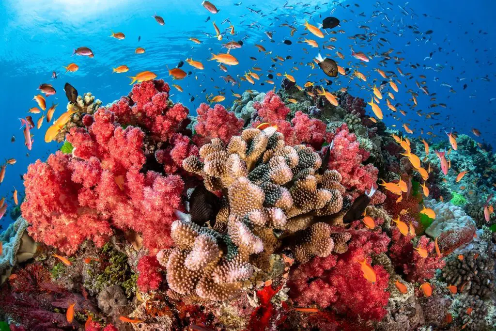 How Do Coral Reefs Grow
