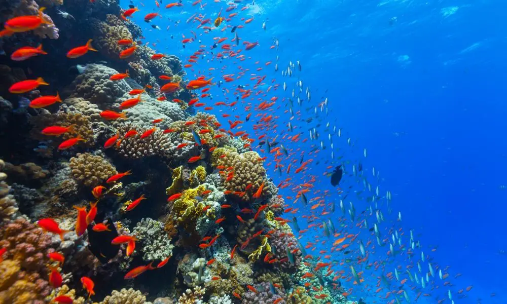  How Do Coral Reefs Grow