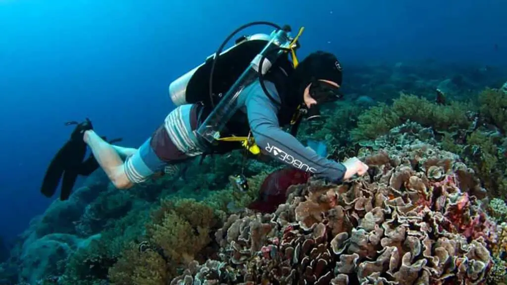How Do Coral Reefs Help Humans