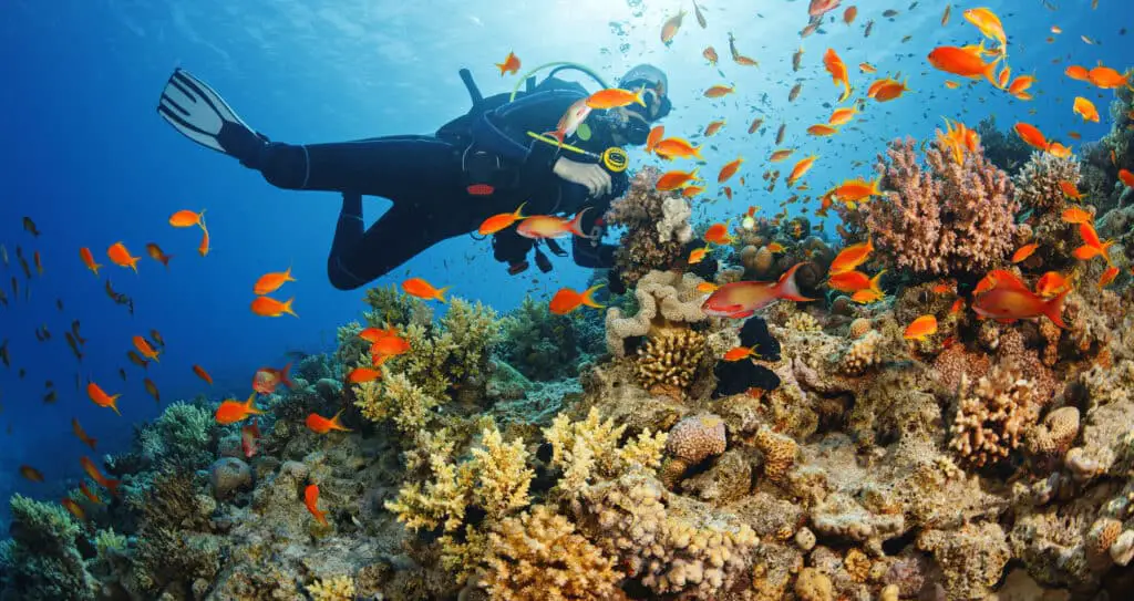 How Do Coral Reefs Help Humans