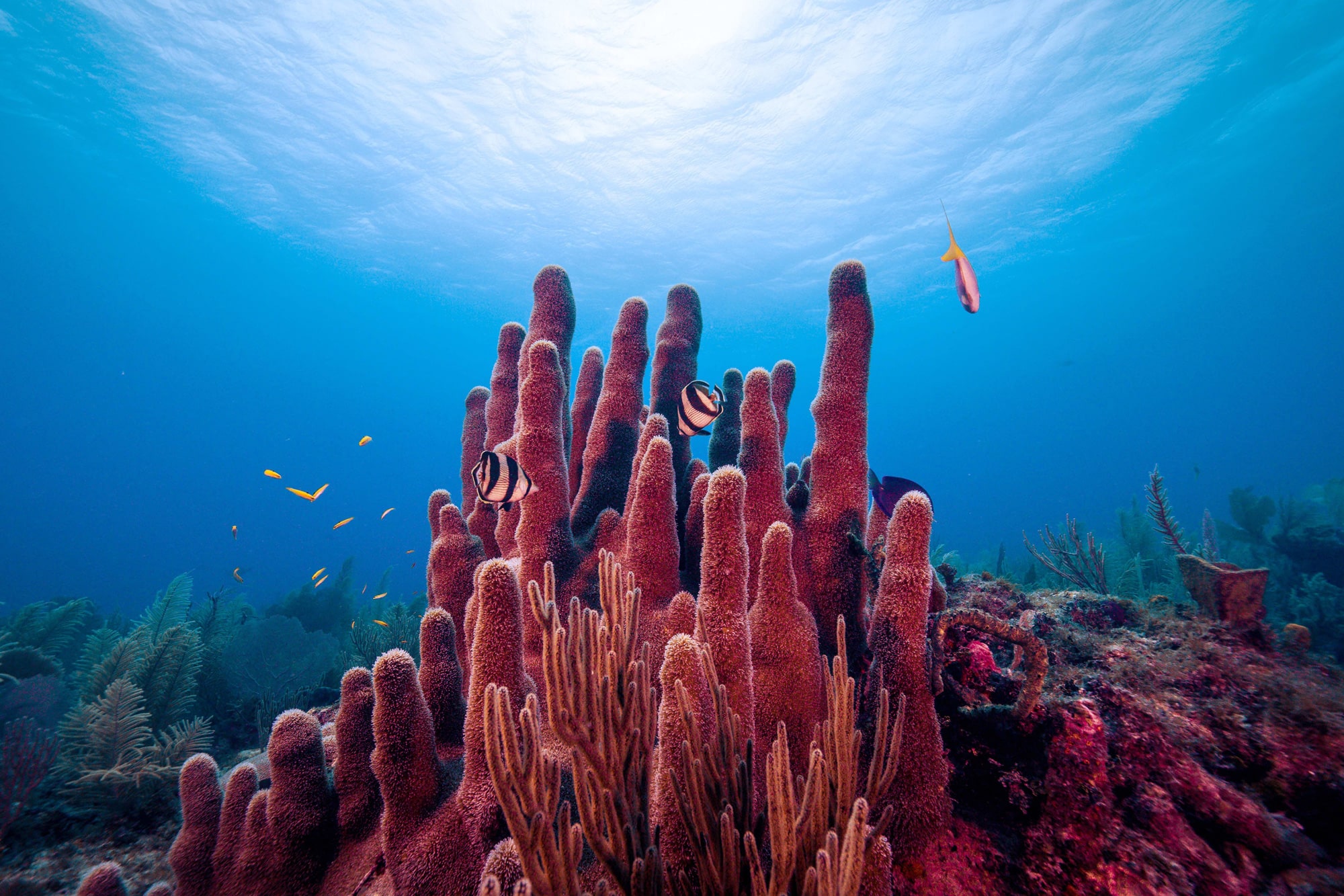  How Do Coral Reefs Help Humans
