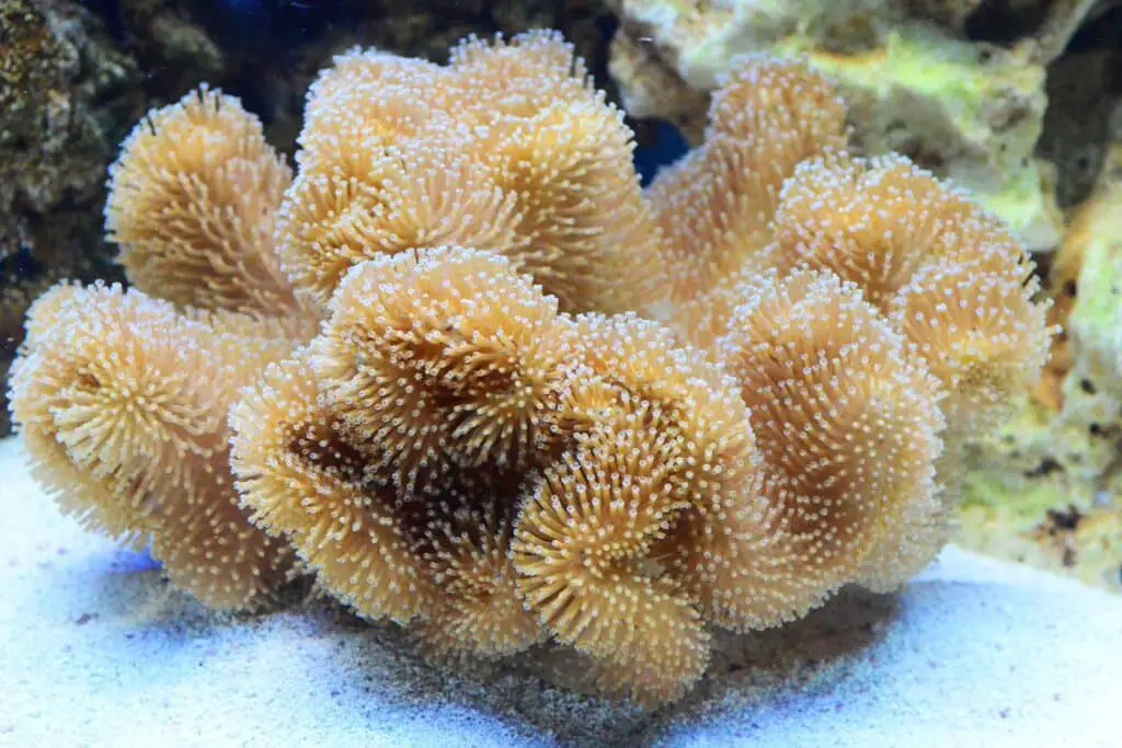 How Do Corals Eat